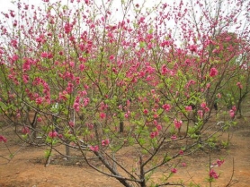 桃樹種植